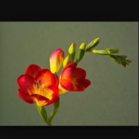 Sandra Hiles Photo 5