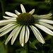 Nancy Flowers Photo 26