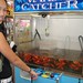 Kari Fish Photo 12