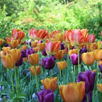 Alicia Bateman Photo 15