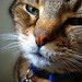 Lisa Brindle Photo 13