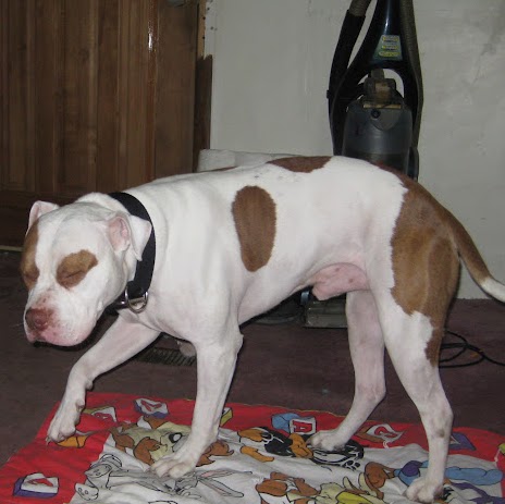 Thomas Clifford Photo 23