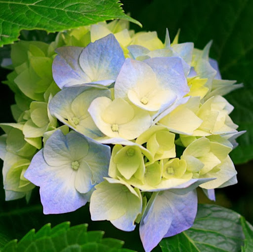 Jennifer Nail Photo 3