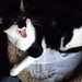 Phillip Katz Photo 23