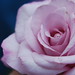 Carole Miller Photo 23