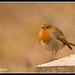 Robin Carr Photo 31