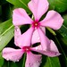 Philip Miller Photo 40