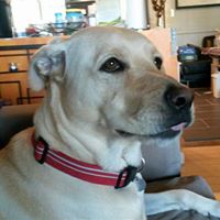 Steve Allred Photo 13