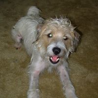 Jack Russell Photo 14