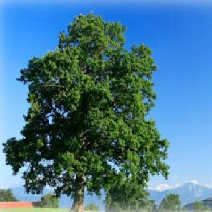 David Moylan Photo 26