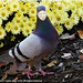 Pam Bird Photo 13