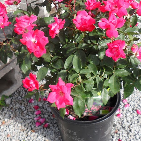 Martha Garrett Photo 31