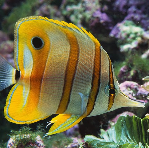 Alex Alcantar Photo 10