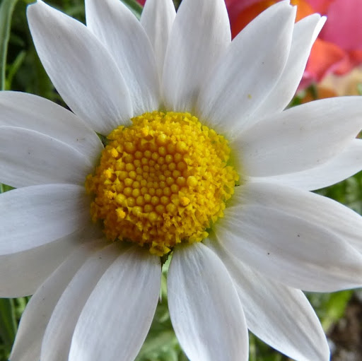 Janet Dixon Photo 17 Janet Dixon Photo 17