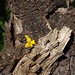 Elizabeth Stump Photo 26