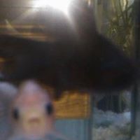 Leroy Jenkins Photo 19