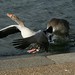 Martin Peck Photo 10