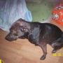 Tommy Honaker Photo 4