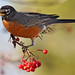 Robin Berry Photo 7