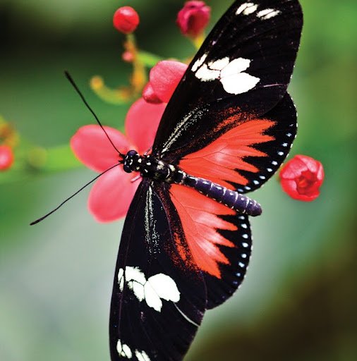 Connie Lynne Photo 14