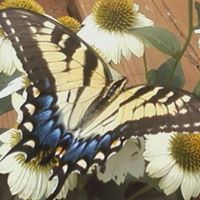 Ruth Brenner Photo 14