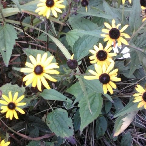 Susan Field Photo 14 Susan Field Photo 14