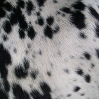 Sandra Neff Photo 32