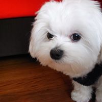 Frances Chen Photo 14