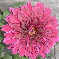 Jeanne Freeman Photo 19