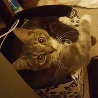 Tracy Wirick Photo 1