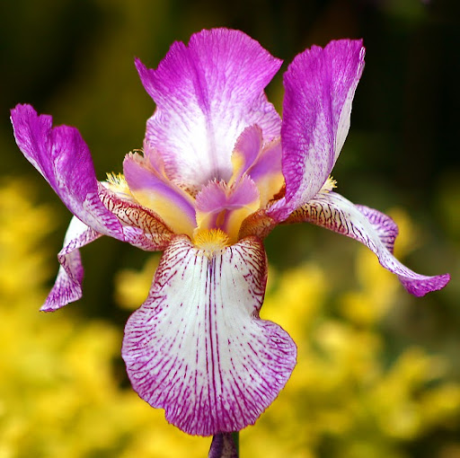 Debra Gilbert Photo 14