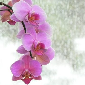 Susan Coburn Photo 8