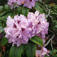 Joyce Ward Photo 22