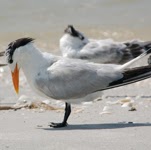 Susan Markowitz Photo 14