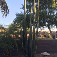 Traci Chaney Photo 12