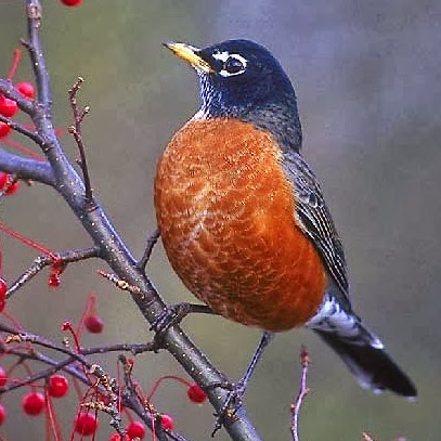 Robin Wells Photo 40