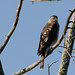 Claude Hawk Photo 6