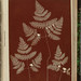 Francine Fern Photo 6