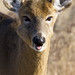 Robert Deer Photo 8