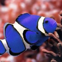 Harry Field Photo 31 Harry Field Photo 31