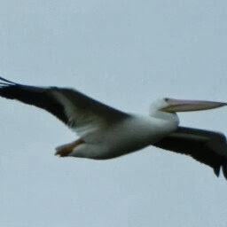 Cathy Davidson Photo 39