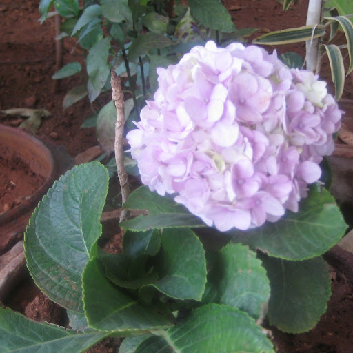 Deepa Rajagopal Photo 11
