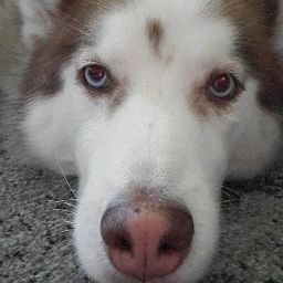 Devin Robinson Photo 19