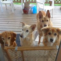 Carol Chamberlain Photo 27