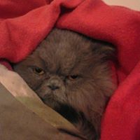 Teresa Thorpe Photo 20