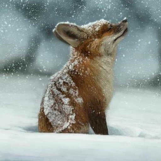 Julia Gruber Photo 29