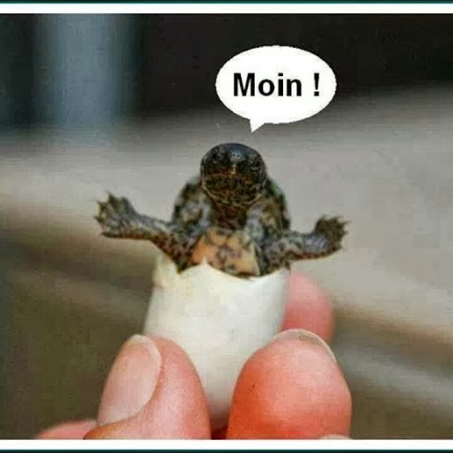 Michael Roemer Photo 34