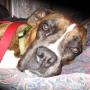 Amy Thibodeau Photo 17