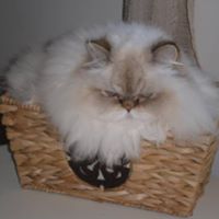 Donna Downey Photo 11