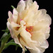 Sheri Moss Photo 17